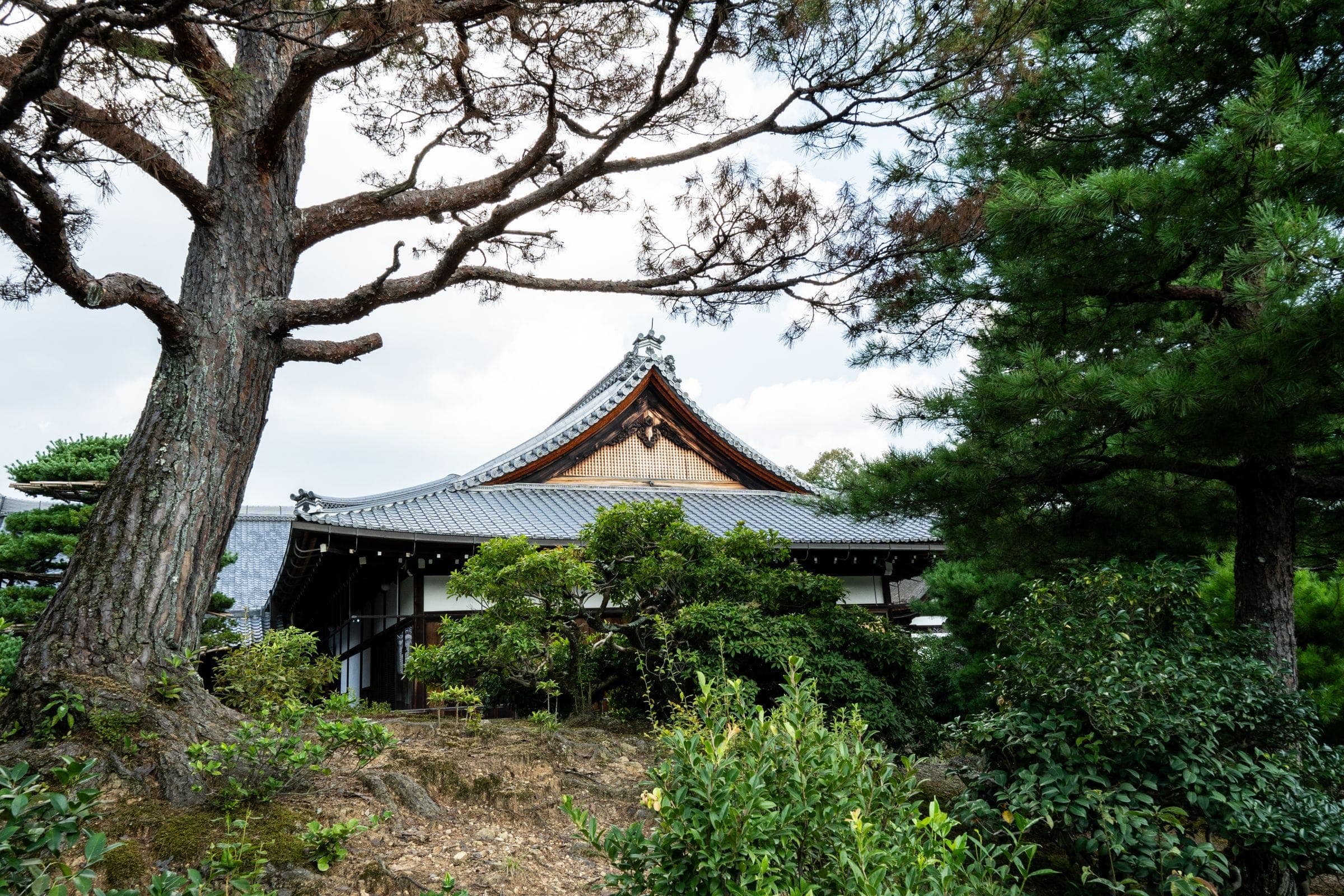 A temple roof behind an old pine in a Japanese garden