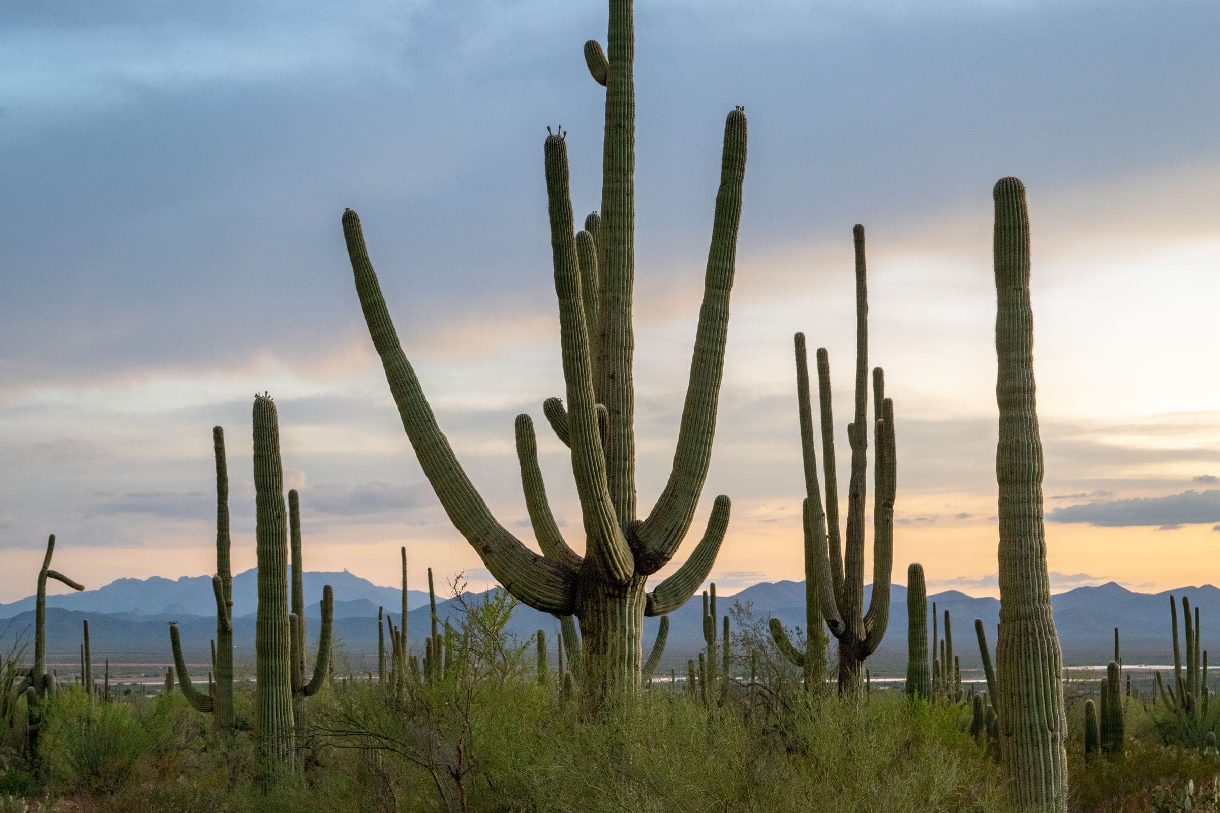 Saguaro cactus standing against a desert sunset