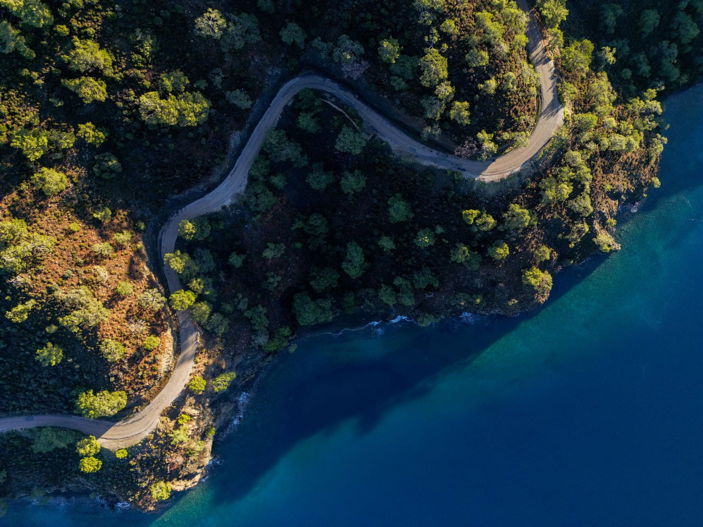 A road winding through pine forest above a bay, photographed from the air